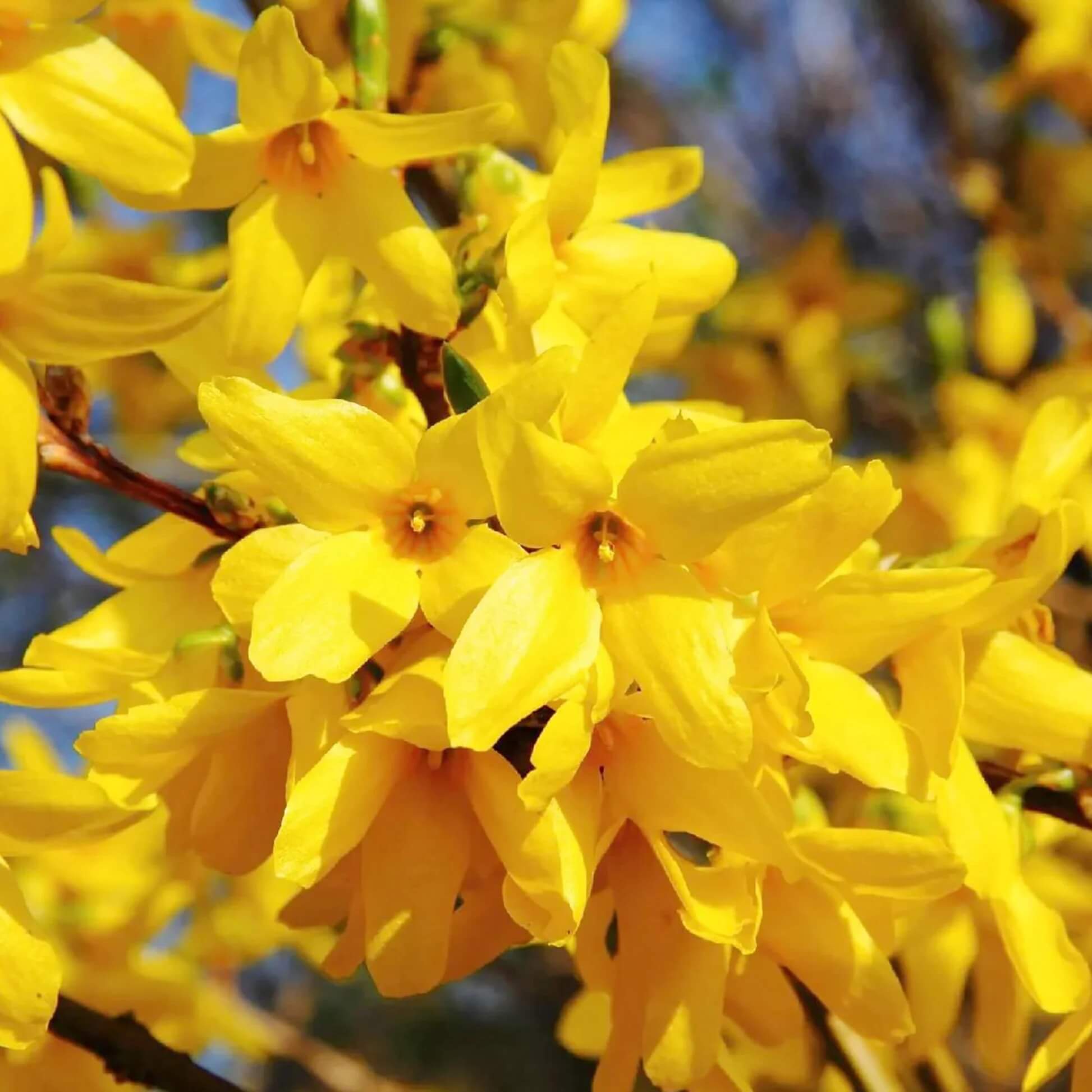 Forsythia Seeds - All In One For Home Gardens