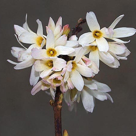 Forsythia Seeds – White