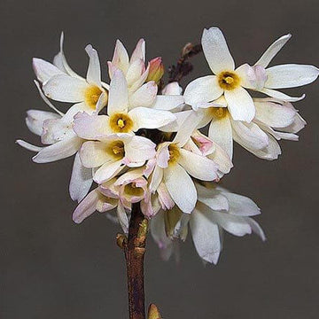 Forsythia Seeds – White