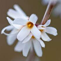 Forsythia Seeds – White