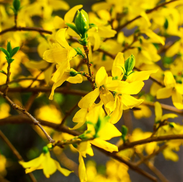 Forsythia Seeds – Yellow
