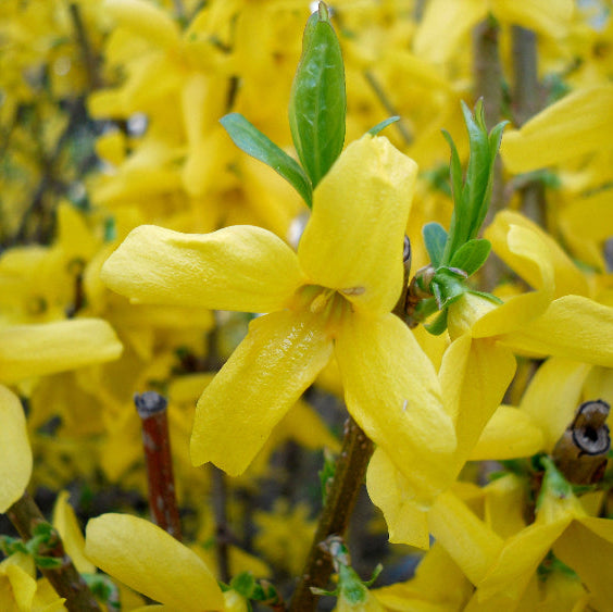 Forsythia Seeds – Yellow
