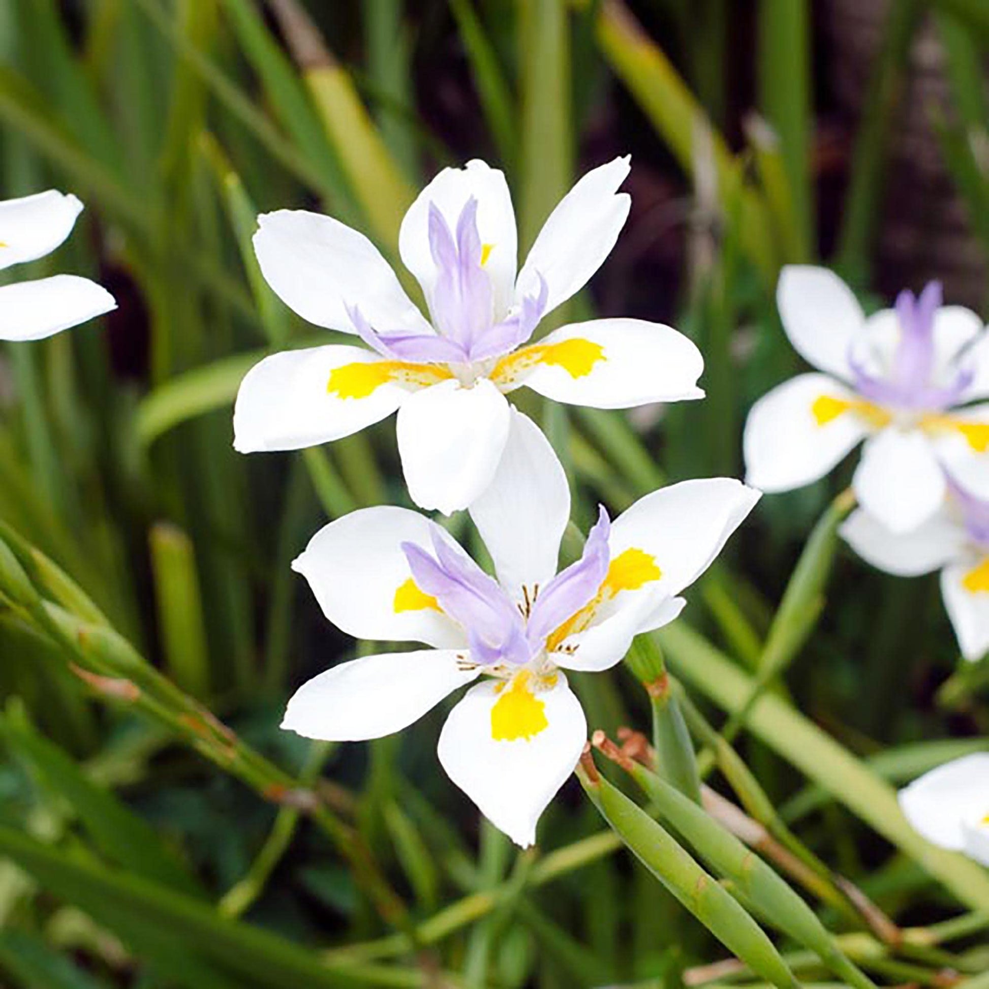 Fortnight Lily Seeds – Dietes Iridioides

