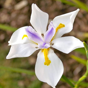 Fortnight Lily Seeds – Dietes Iridioides
