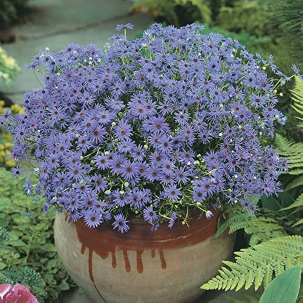 Fothergills Flower Seeds – Wildflower Mix
