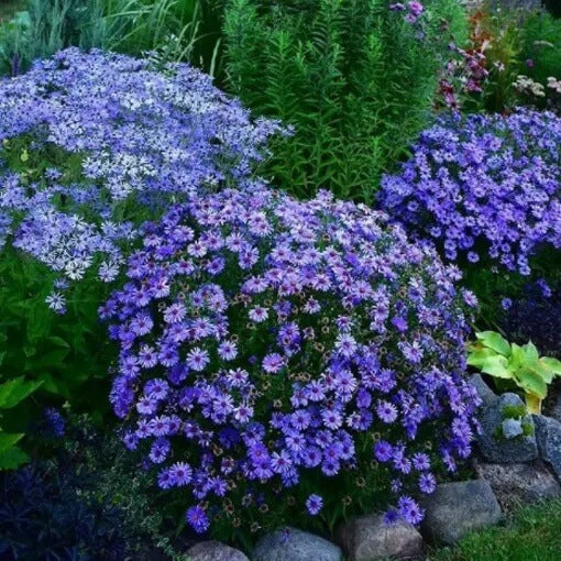 Fothergills Flower Seeds – Wildflower Mix
