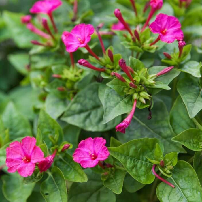 Four O'Clock Seeds – Colorful Afternoon Blooming