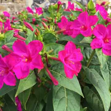 Four O’Clock Seeds – Mirabilis Jalapa
