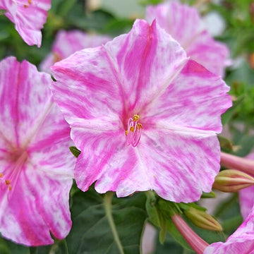 Four O'Clock Seeds – Mirabilis jalapa
