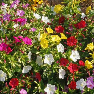 Four O'Clock Seeds – Pollinator