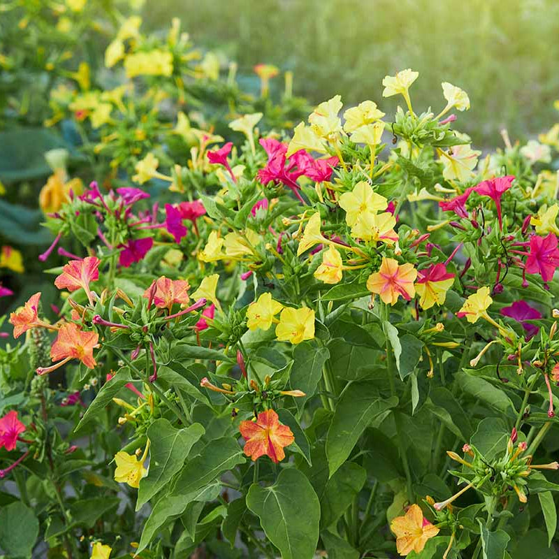 Four O'Clock Seeds – Pollinator