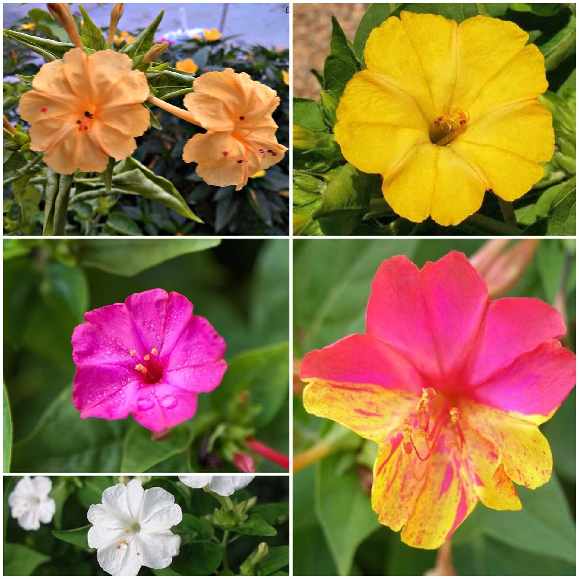 Four O’Clock Seeds - All In One For Home Gardens