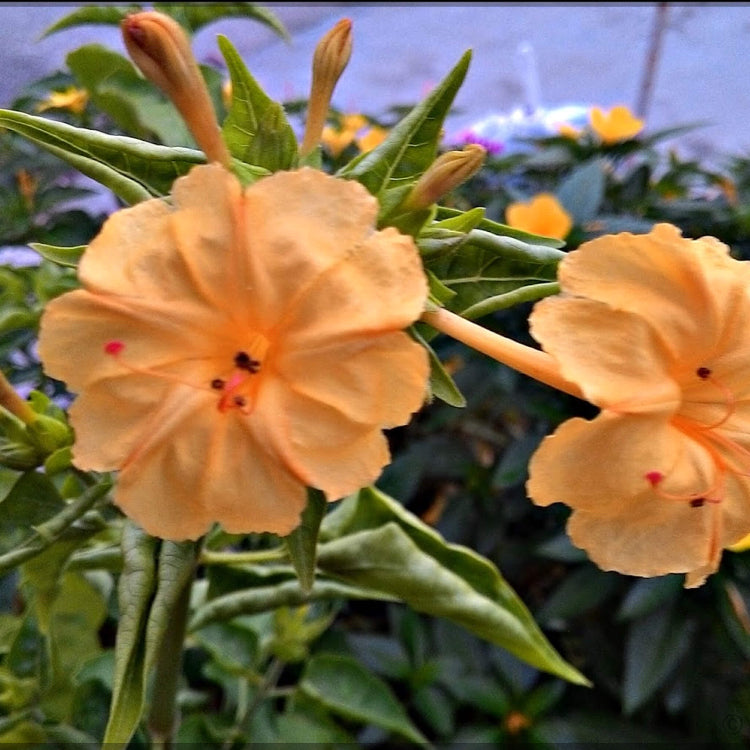 Four O’Clock Seeds - All In One For Home Gardens