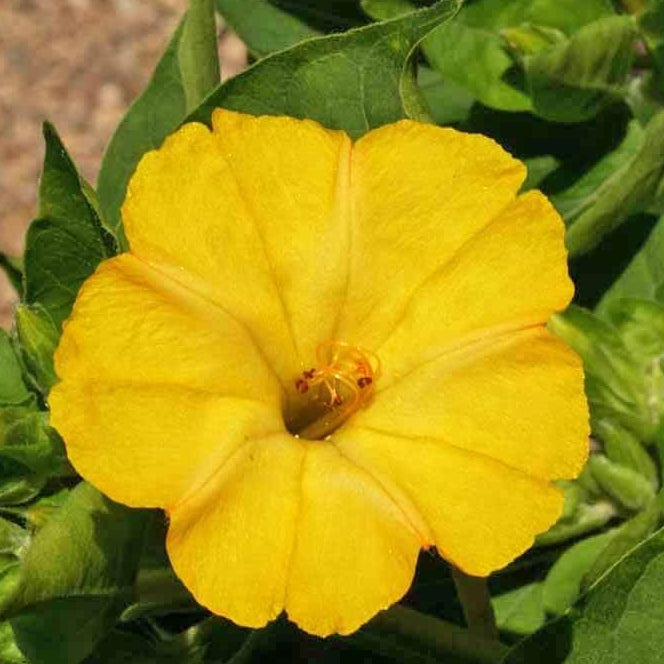 Four O’Clock Seeds - All In One For Home Gardens