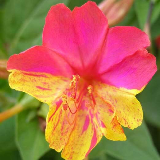 Four O’Clock Seeds - All In One For Home Gardens