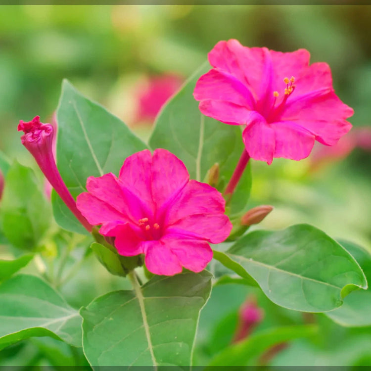 Four O'Clock Seeds – Colorful Afternoon Blooming