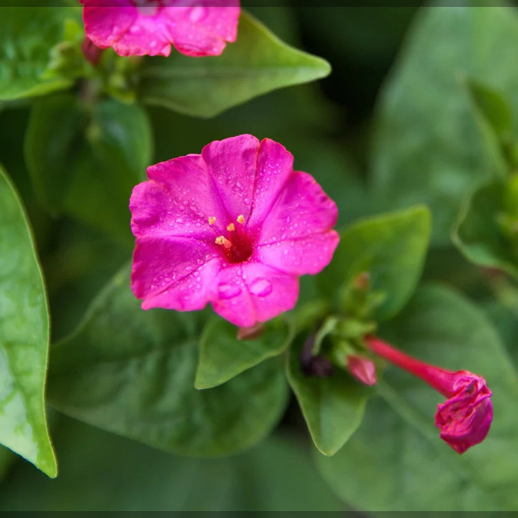 Four O’Clock Seeds – Mirabilis Jalapa
