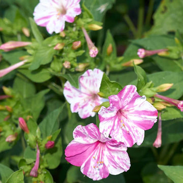 Four O'Clock Seeds – Mirabilis jalapa