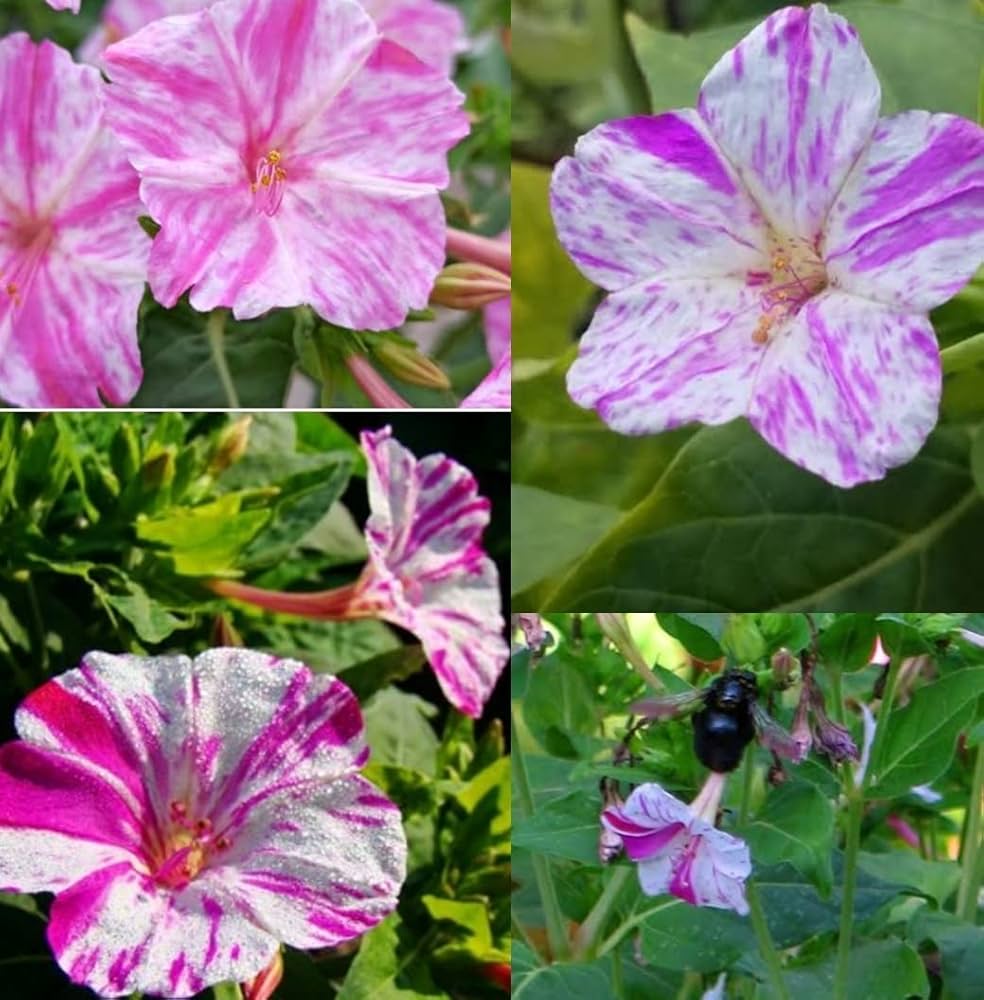Four O'Clock Seeds – Mirabilis jalapa