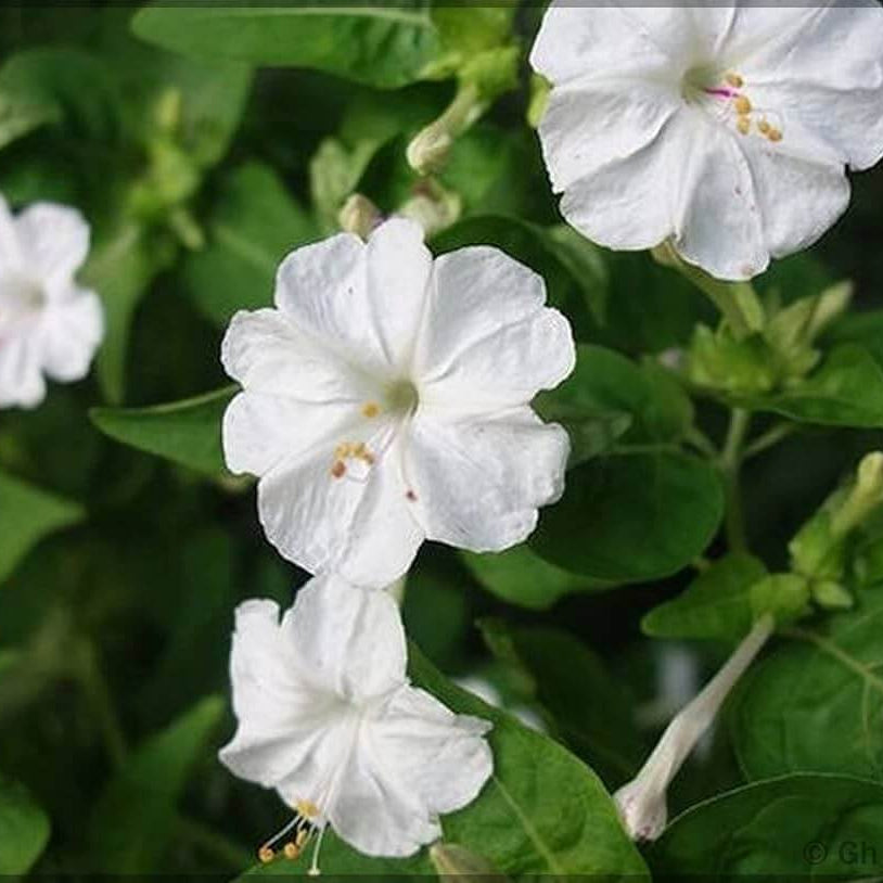 Four O'Clock Seeds – White