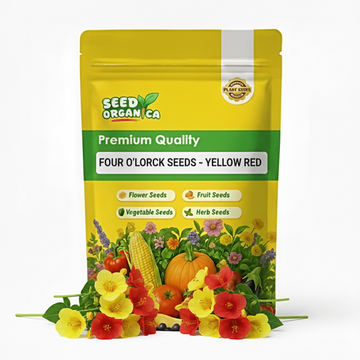 Four O'Clock Seeds – Yellow Red