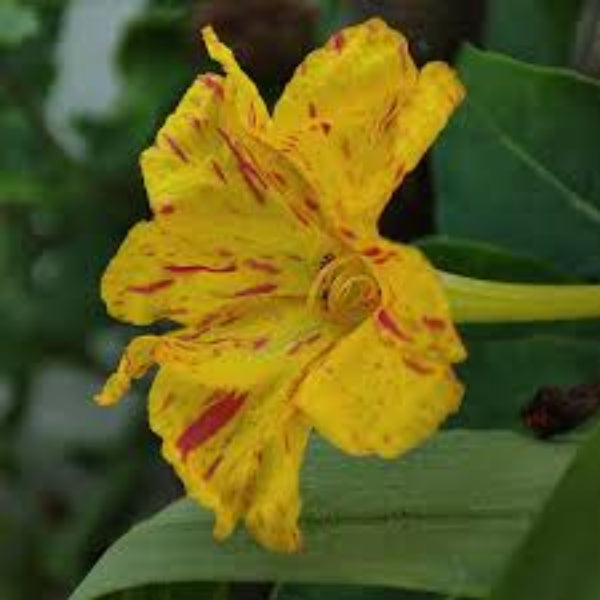 Four O'Clock Seeds – Yellow Red – Wildflower