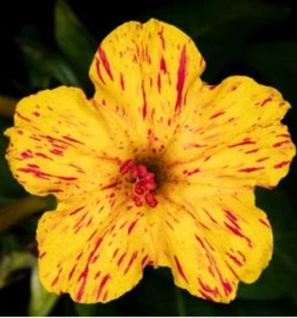 Four O'Clock Seeds – Yellow Red – Wildflower