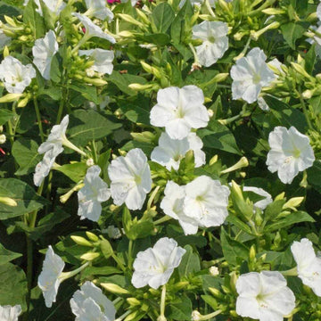 Four O'Clock Seeds – White