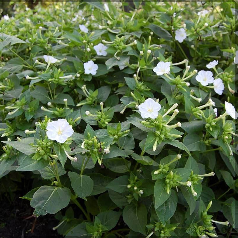 Four O'Clock Seeds – White