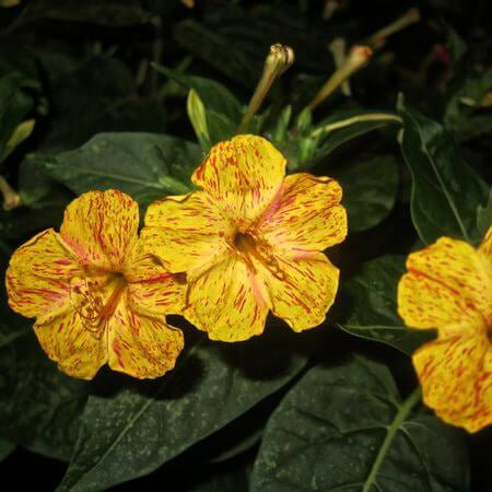 Four O'Clock Seeds – Yellow Red – Wildflower