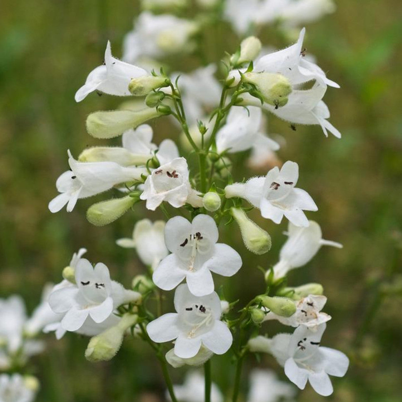 Foxglove Beardtongue Seeds – Perennial Wildflower
