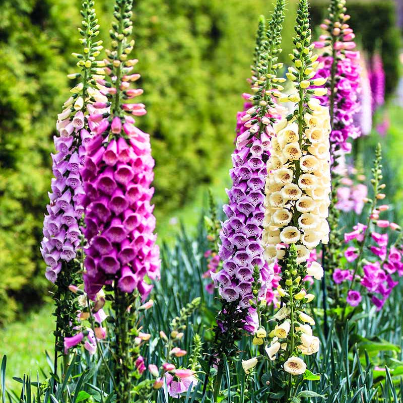 Foxglove Seeds – Colorful
