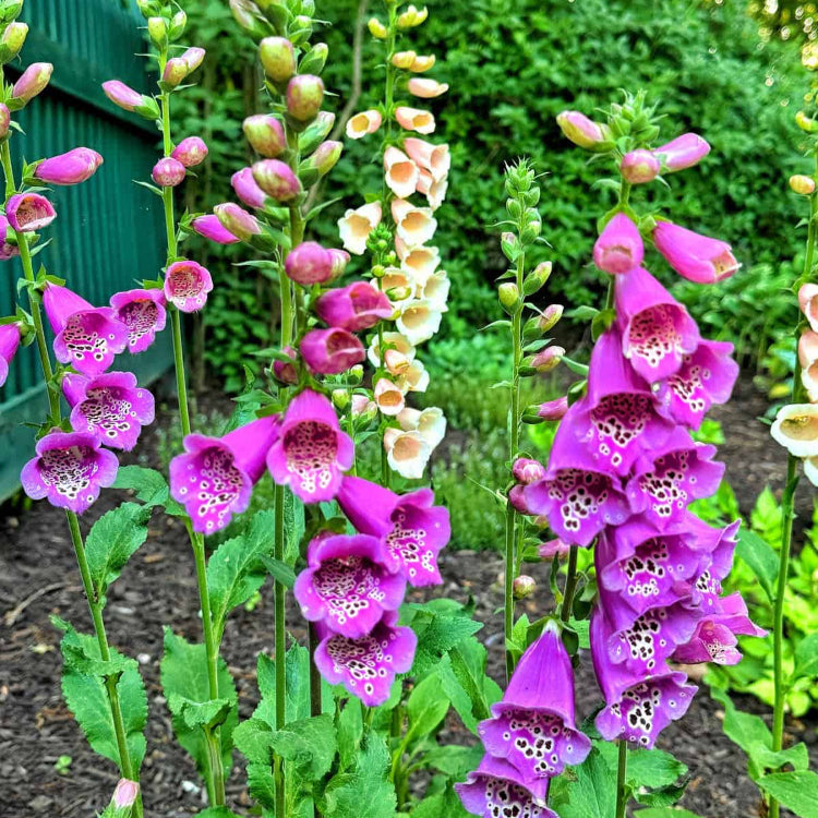 Foxglove Seeds – Cottage
