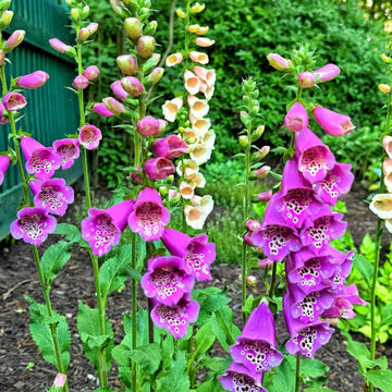 Foxglove Seeds – Cottage
