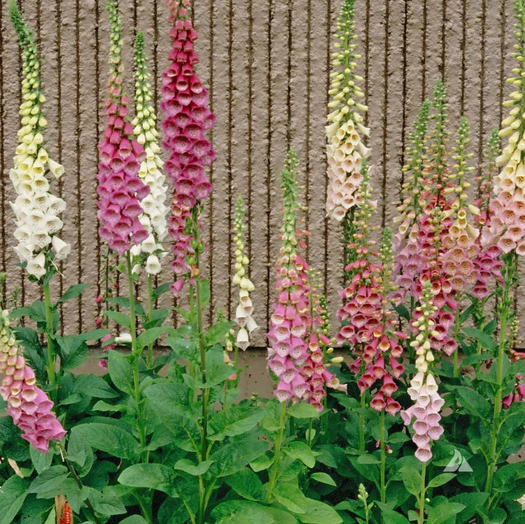 Foxglove Seeds – Digitalis Mix
