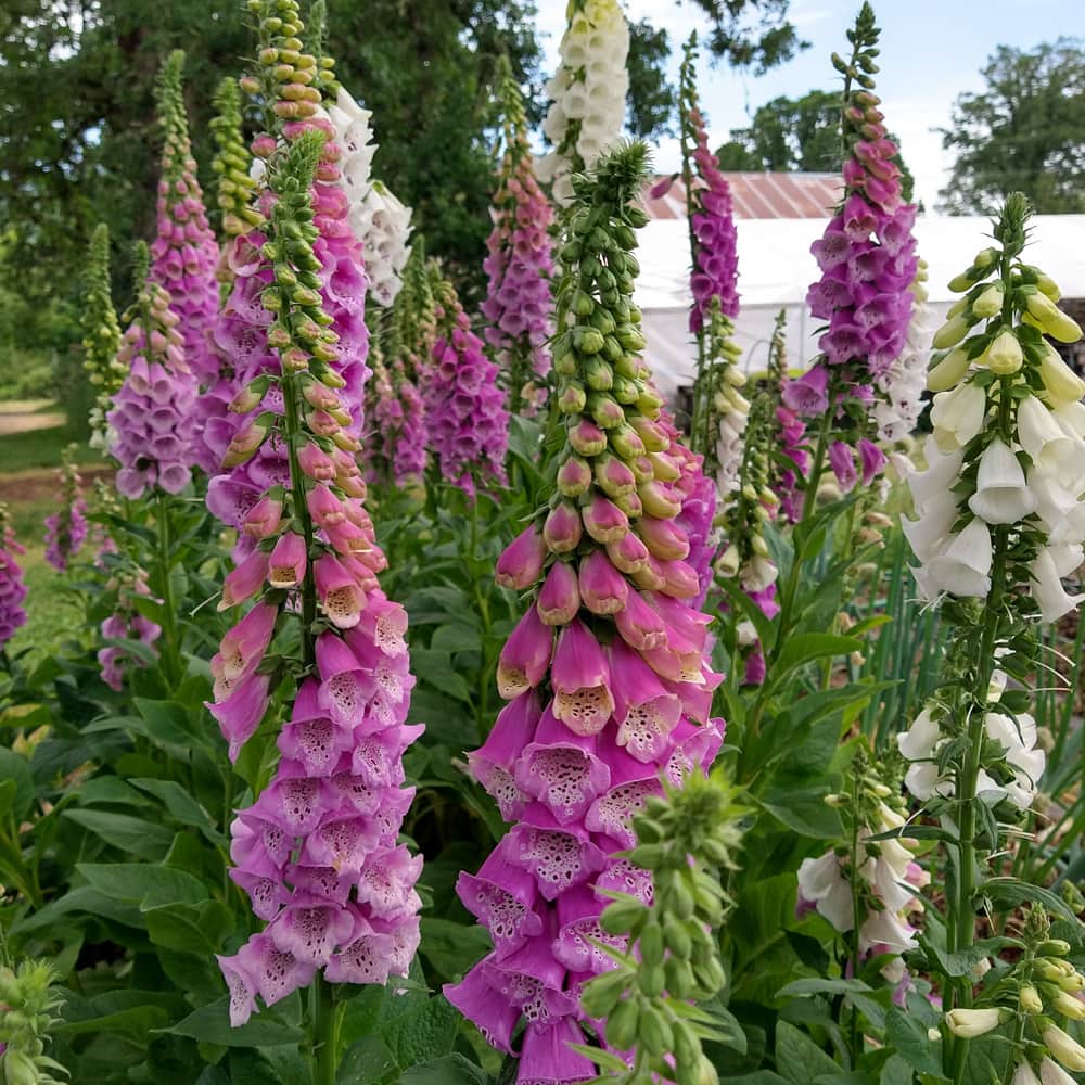 Foxglove Seeds – Excelsior Mix
