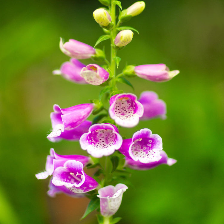 Foxglove Seeds – Excelsior Mix
