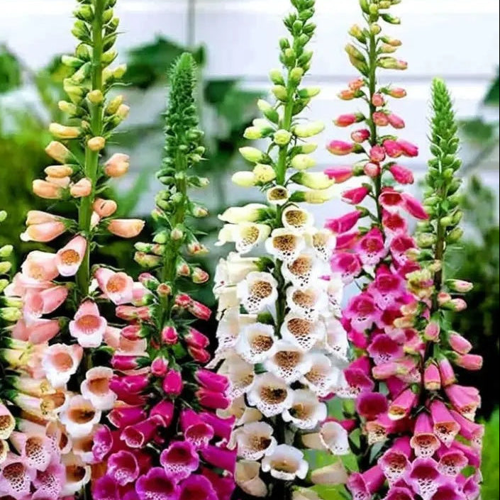 Foxglove Seeds – Foxy Mixed
