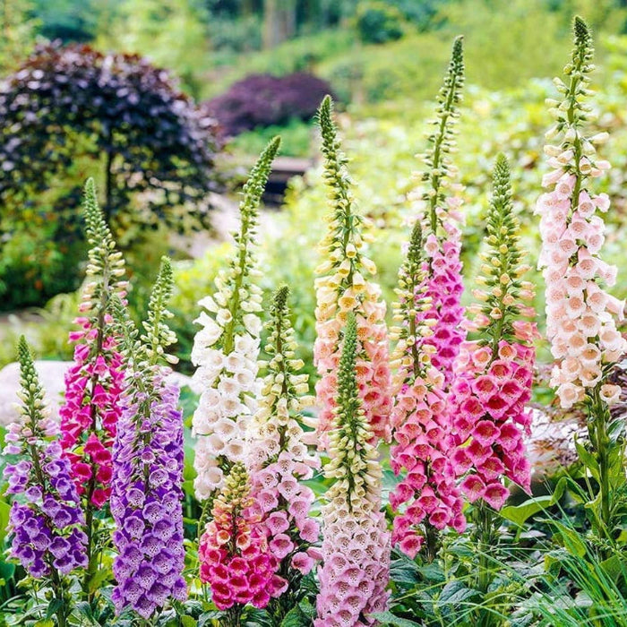 Foxglove Seeds – Mixed Colors
