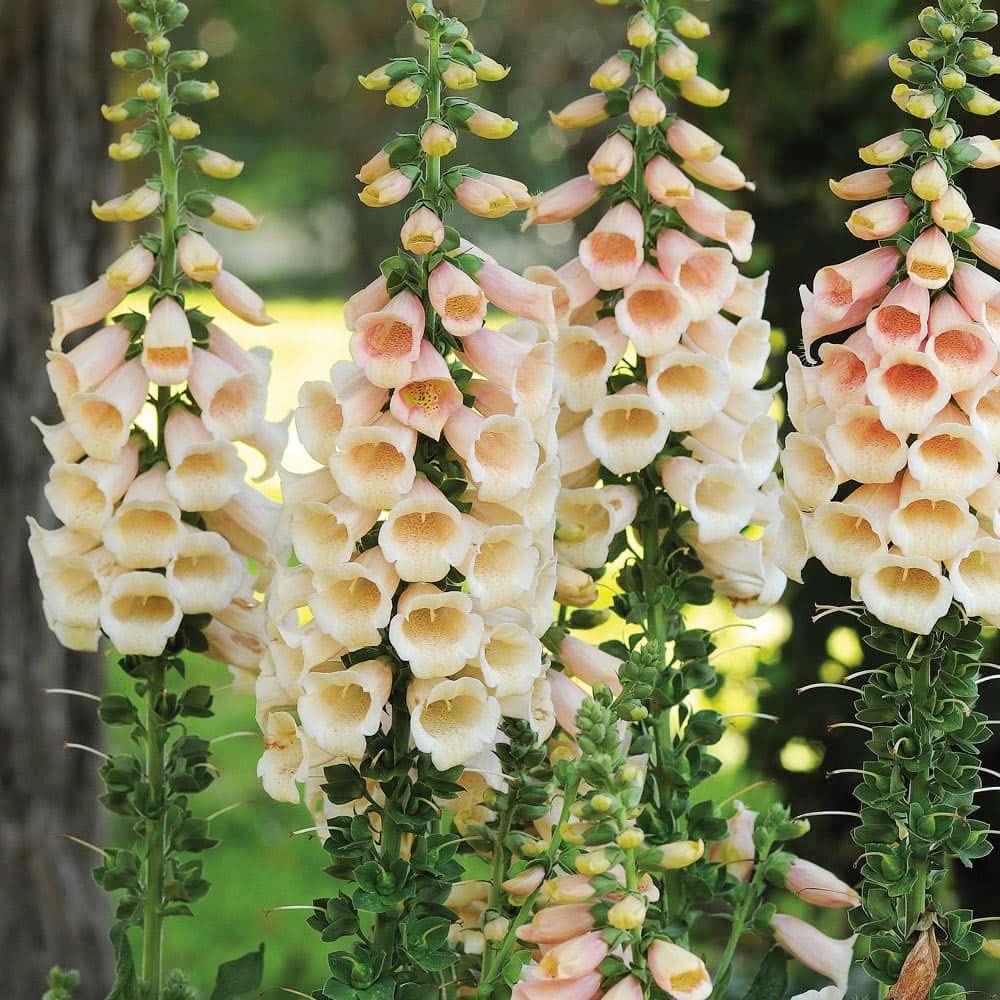 Foxglove Seeds – Peach
