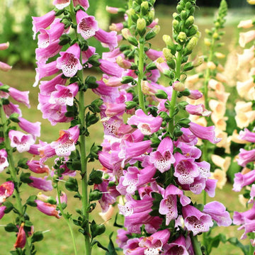 Foxglove Seeds – Perennial
