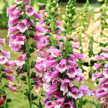 Foxglove Seeds – Pink
