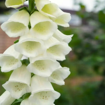 Foxglove Seeds – Premium
