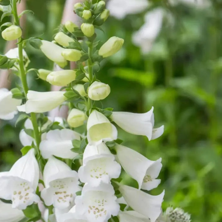 Foxglove Seeds – Premium
