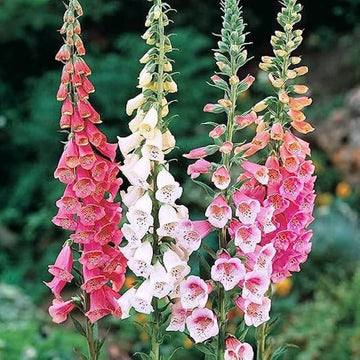 Foxglove Seeds
