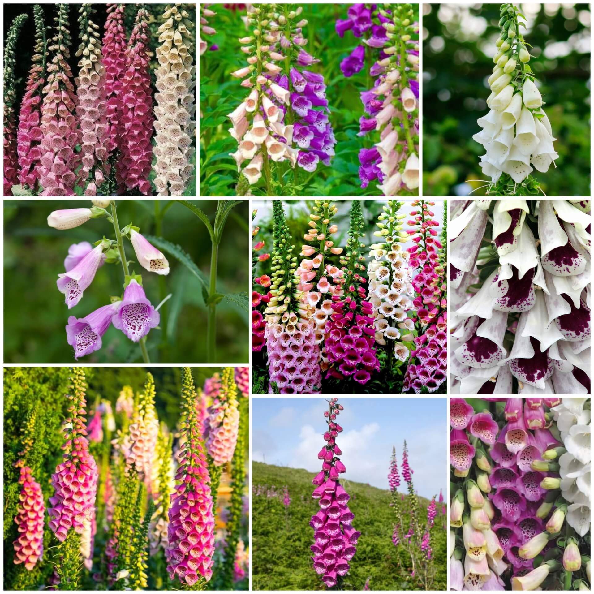 Foxglove Seeds - All In One For Home Gardens