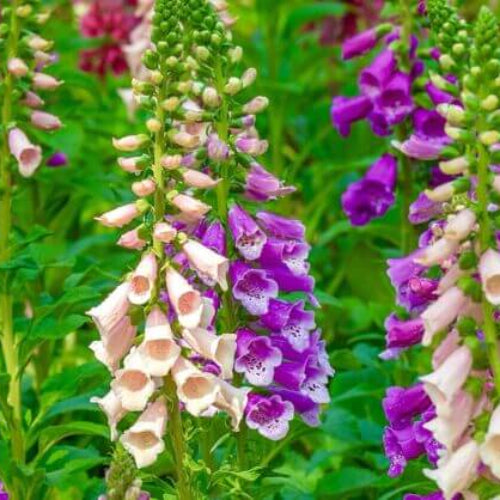 Foxglove Seeds - All In One For Home Gardens