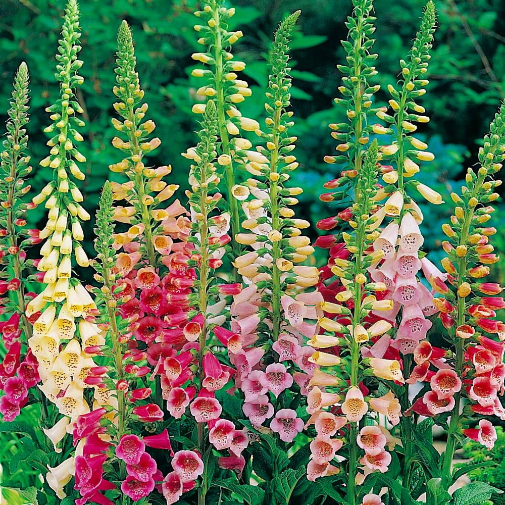 Foxglove Seeds – Digitalis Mix
