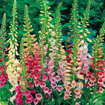 Foxglove Seeds – Foxy Mixed

