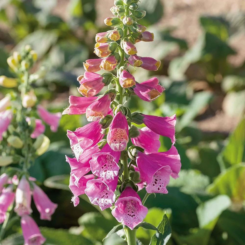 Foxglove Seeds – Perennial
